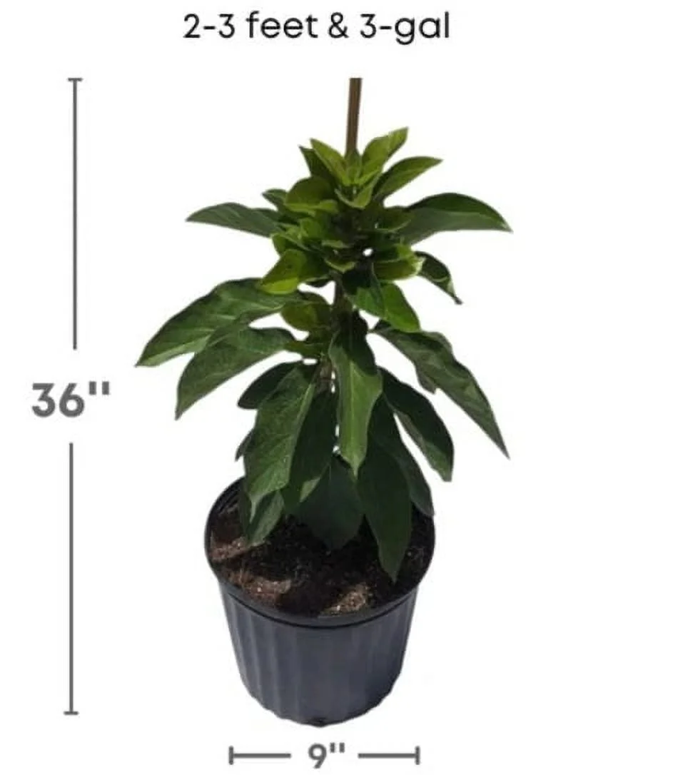 Maria black grafted Avocado Tree From 2 to 4 feet tall. We ship to all states